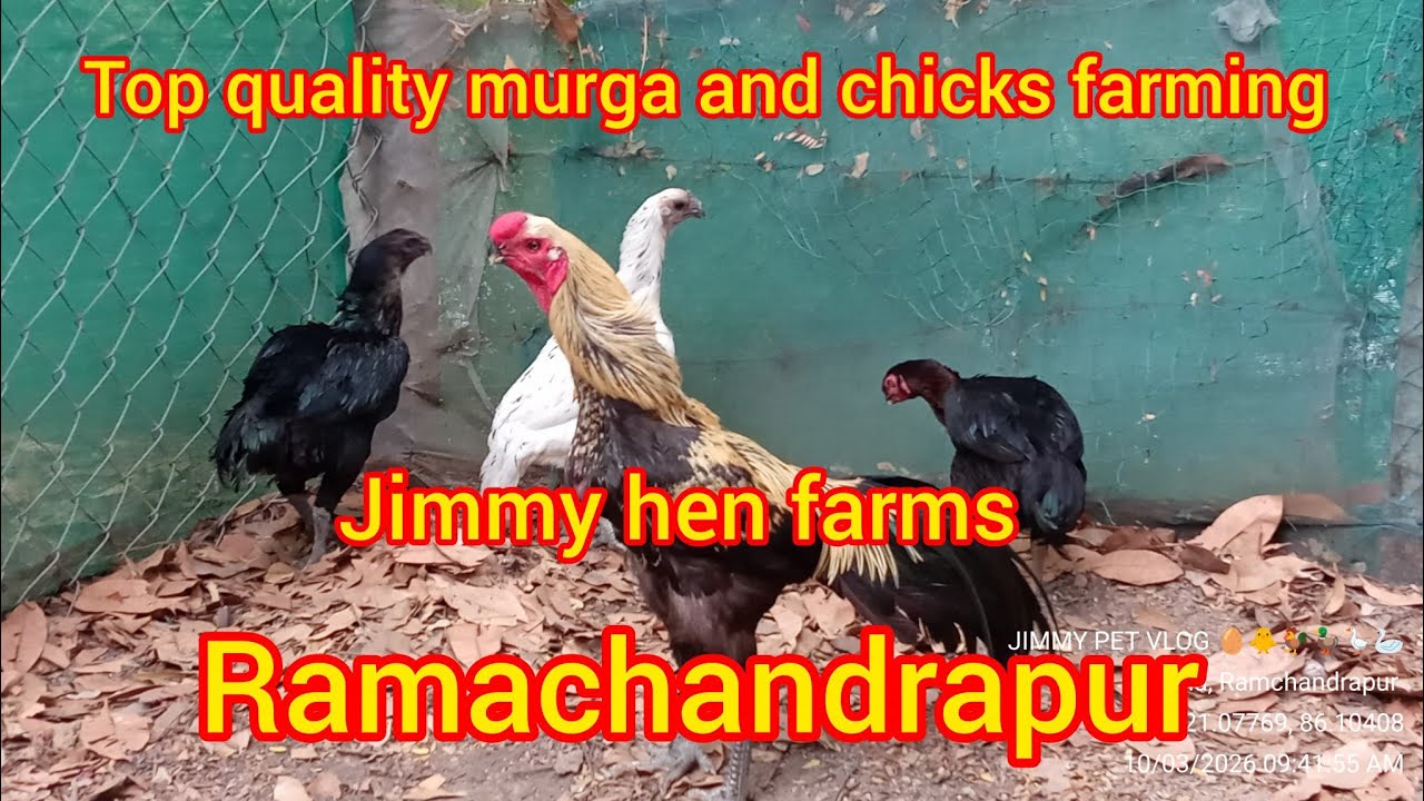 Top quality murga and chicks farming//Jimmy hen farms//Ramachandrapur 🐓🐥@JIMMYPETVLOG6668 