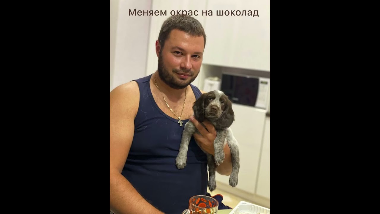 Русский охотничий спаниель. Лучшая охотничья собака. Фильм от щенка до охотника.