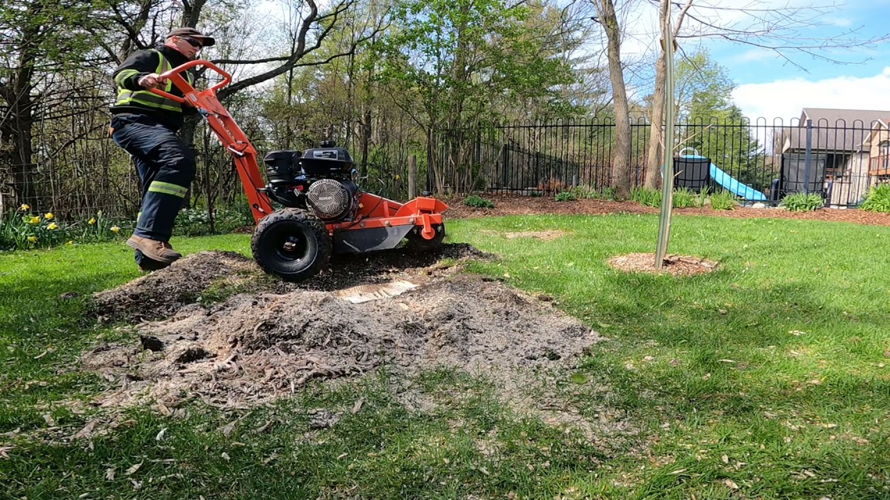 Grinding small Ash stumps with our new DK2 stump grinder