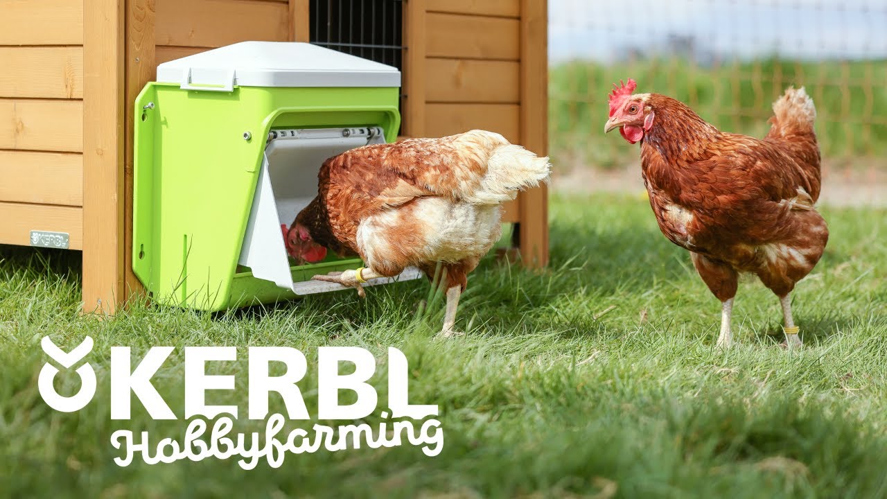SmartCoop Futterautomat von KERBL Hobbyfarming