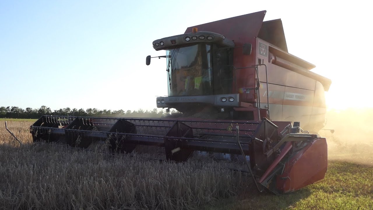 Massey Ferguson 7282 Centora out Harvesting Barley | Old MF Machinery | Danish Agriculture