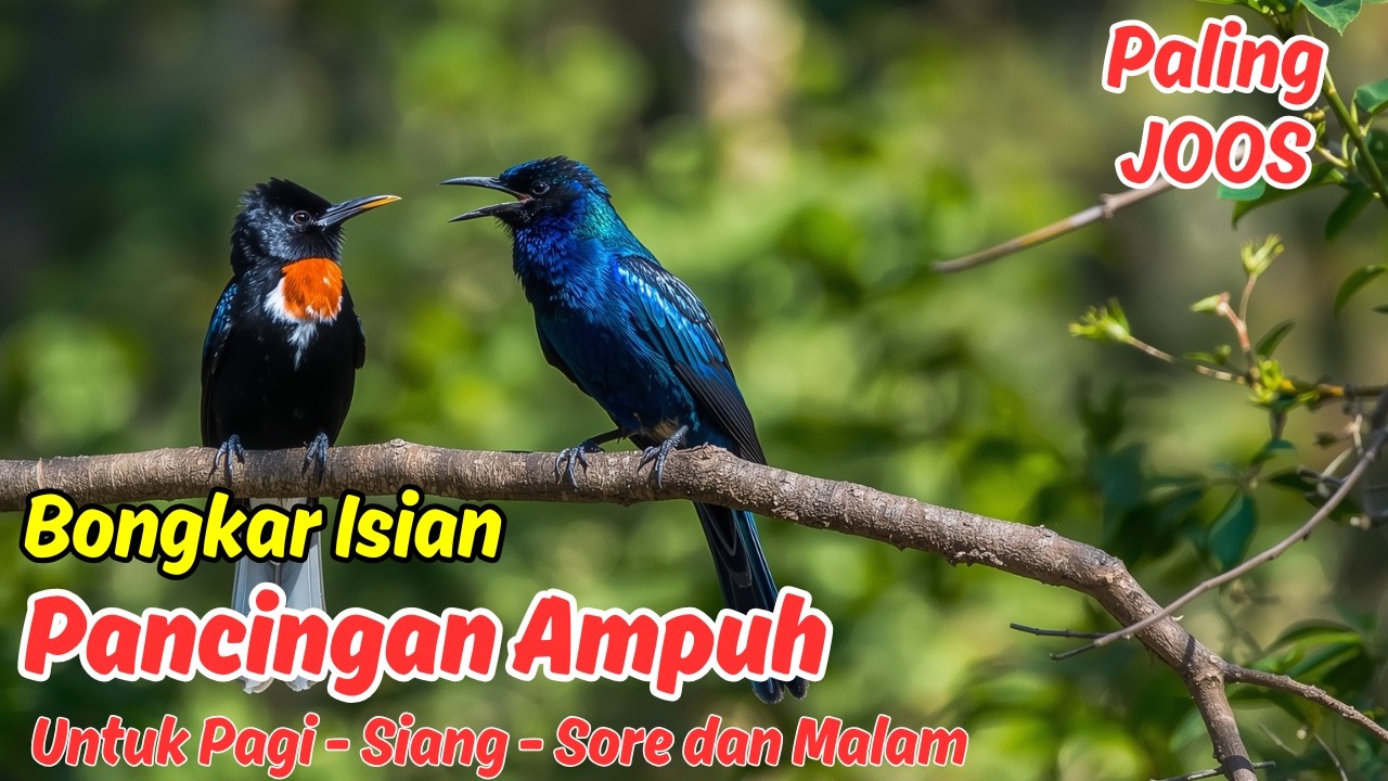 Masteran atau Pancingan Murai Batu Harian Pagi Hari Bikin Mental Tempur Naik