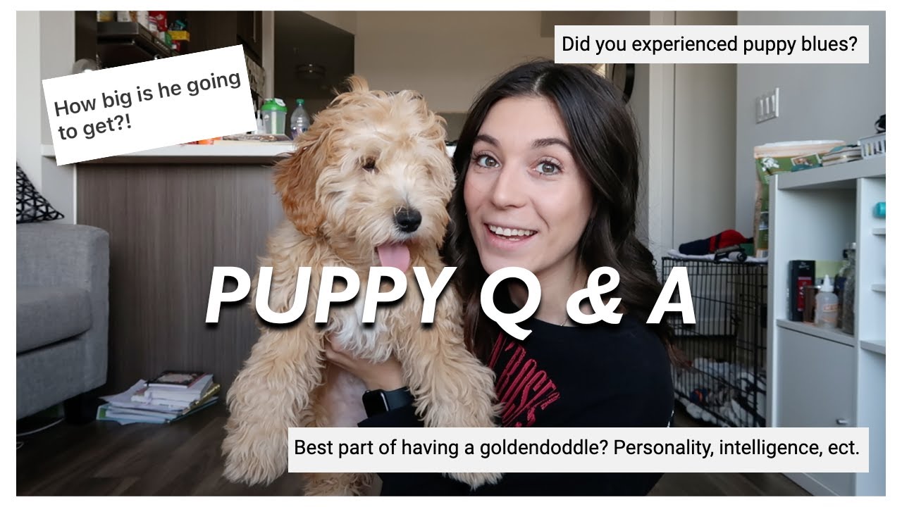 PUPPY Q&A | things to know about an f1b mini goldendoodle, chew toy advice, puppy blues & more