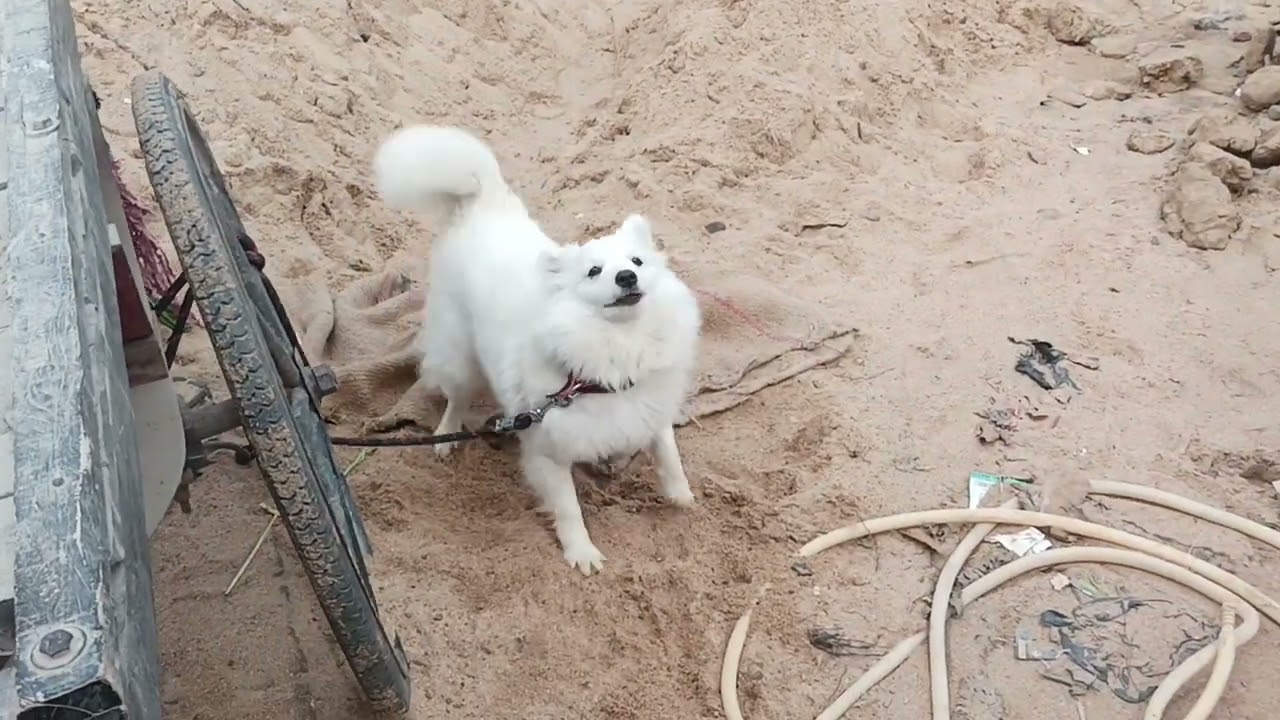 #doglover #bulli #mychnnel #trending #trend 📈#youtube #shorts #minivlog