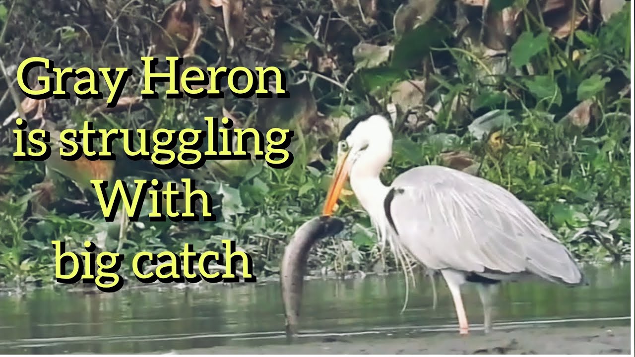 Gray Heron hunted a huge catfish #hunting  #birds #birdslover #wildlife #nature #fishing #eating