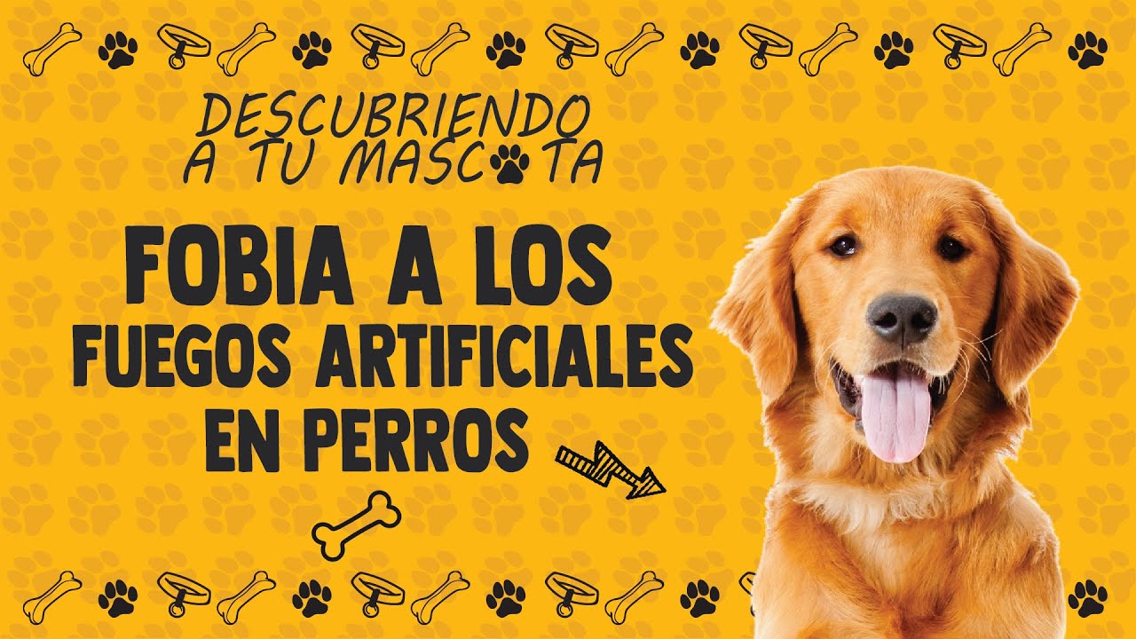 Cómo ayudar a tu perro a superar el miedo a los fuegos artificiales 🎆 | Soluciones y tratamientos