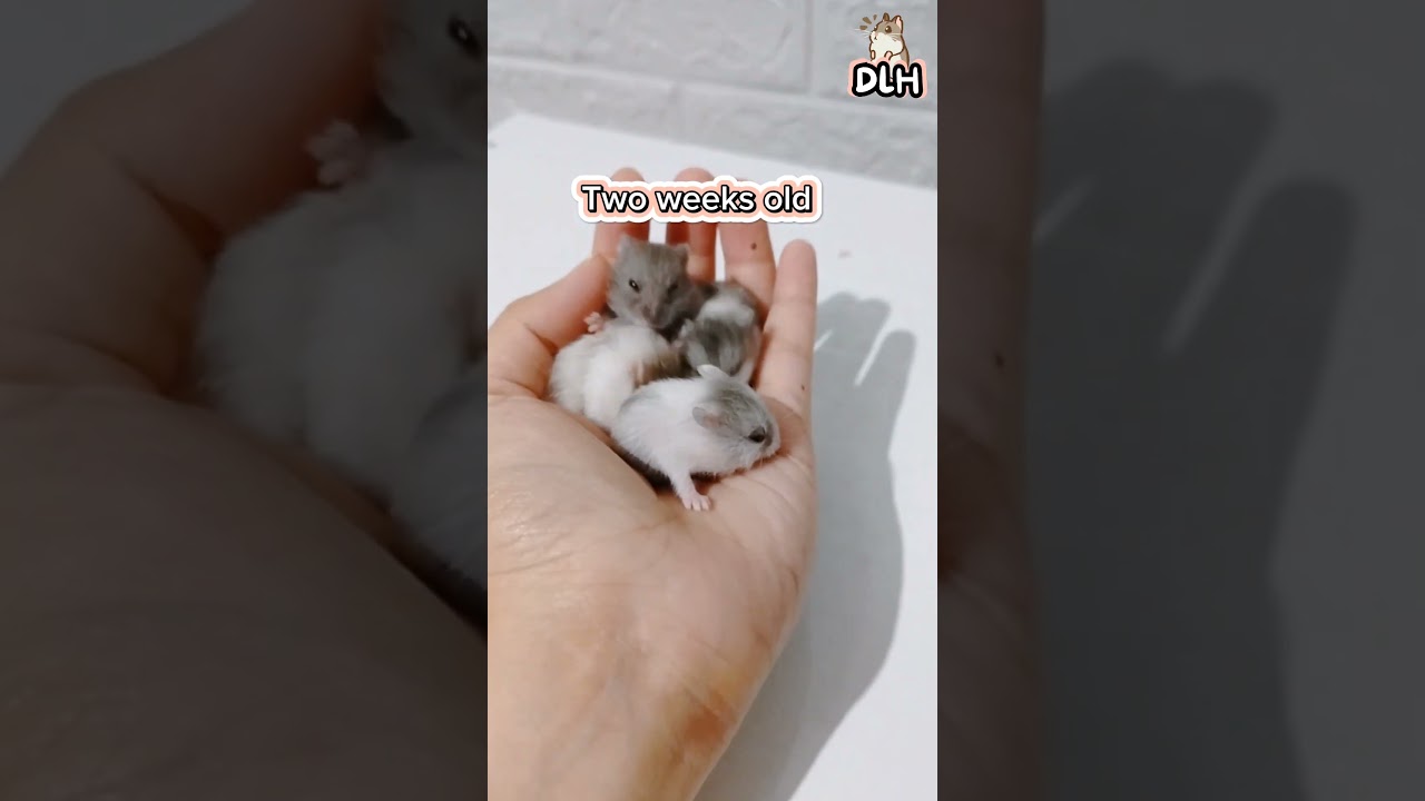 Weekly Growth Progress of a Dwarf Hamster #hamstershortvideo