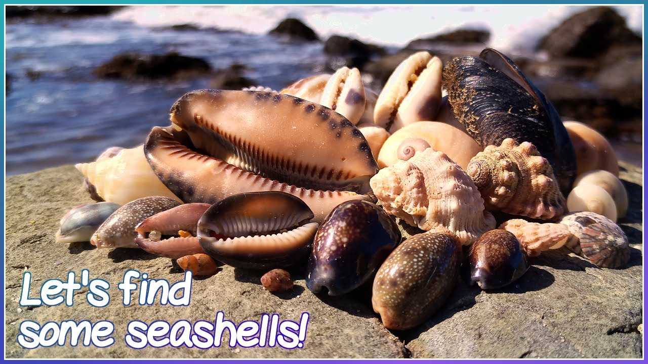 Finding Seashells at Low Tide | Slow but Fun Day! [Virtual Shelling]