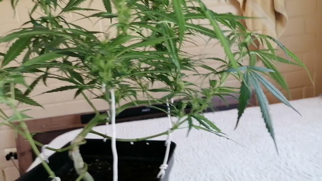 BCN Cr&iacute;tical xxl Fast -  SeedStockers (LST a temprana edad🌱) 73 d&iacute;as de vida despu&eacute;s del germinado