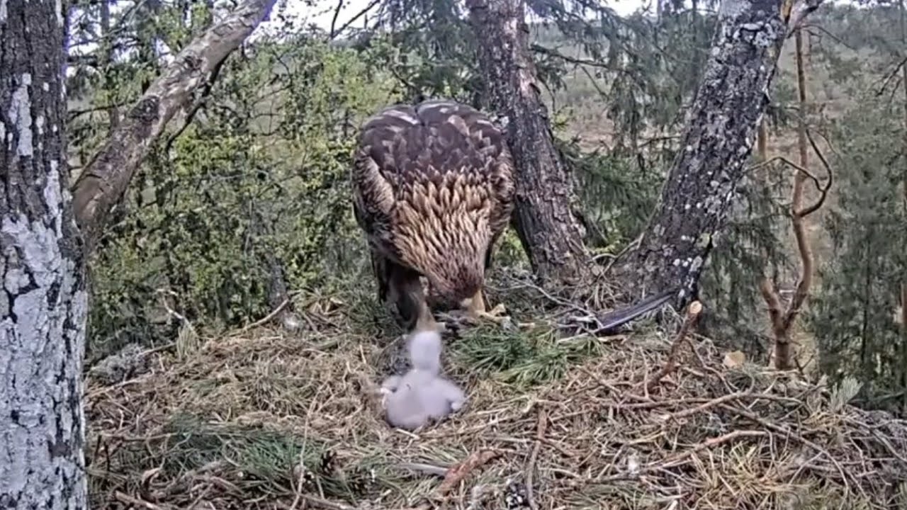 One more feeding for cute eaglet | Kaljukotkas | Golden Eagle | May 11, 26