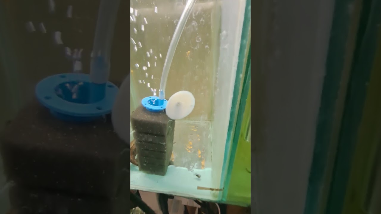 Работливци сомчета