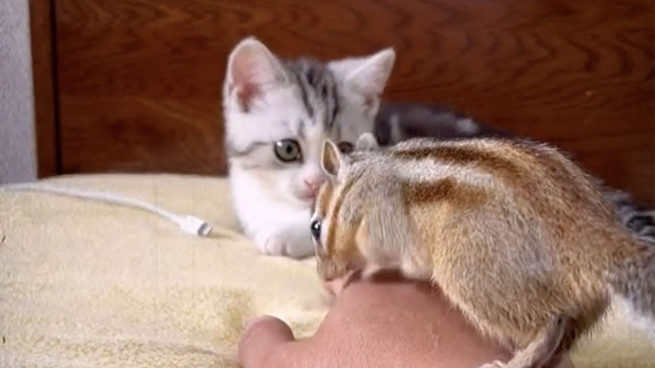 【小松鼠普洱】阿发值得更好的猫粮！