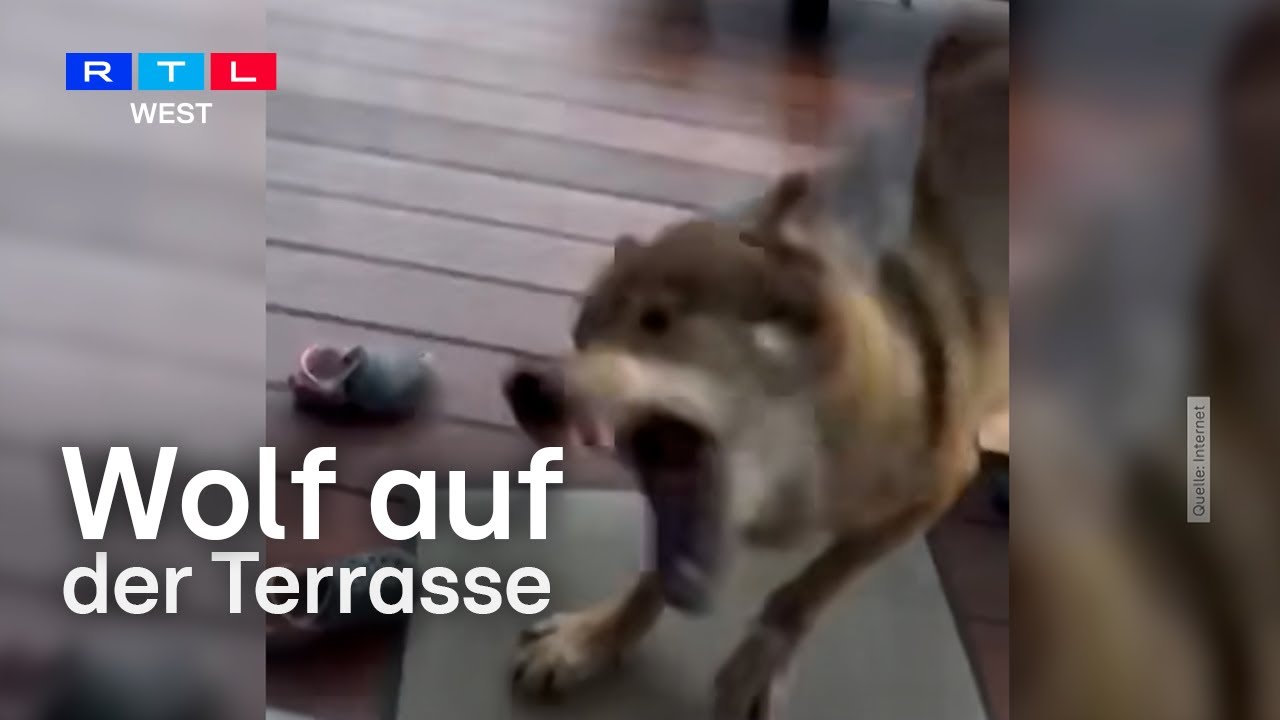 Plötzlich steht ein Wolf auf der Terrasse – Riesenschreck für Familie aus Mönchengladbach | RTL WEST