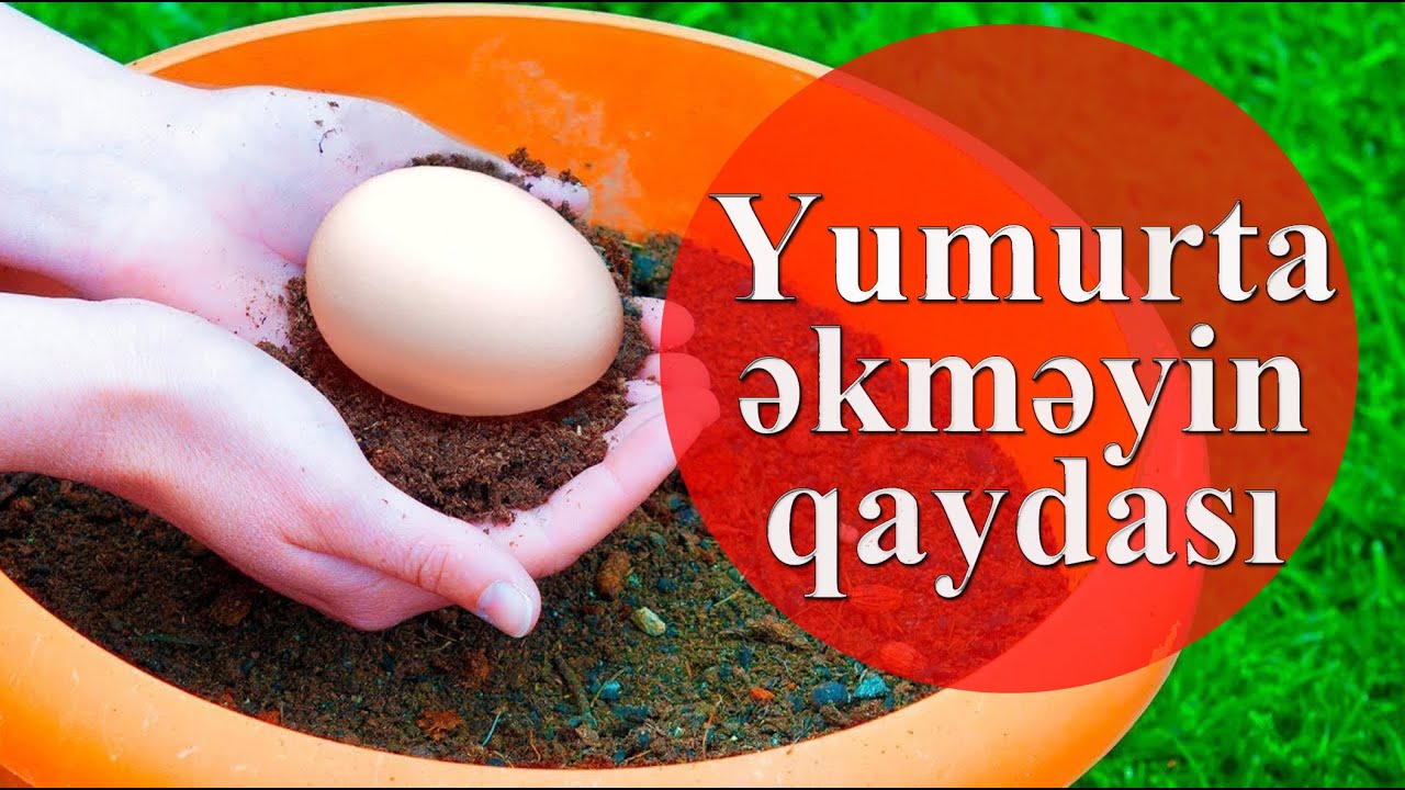 Yumurtanın əkilmə qaydası.
