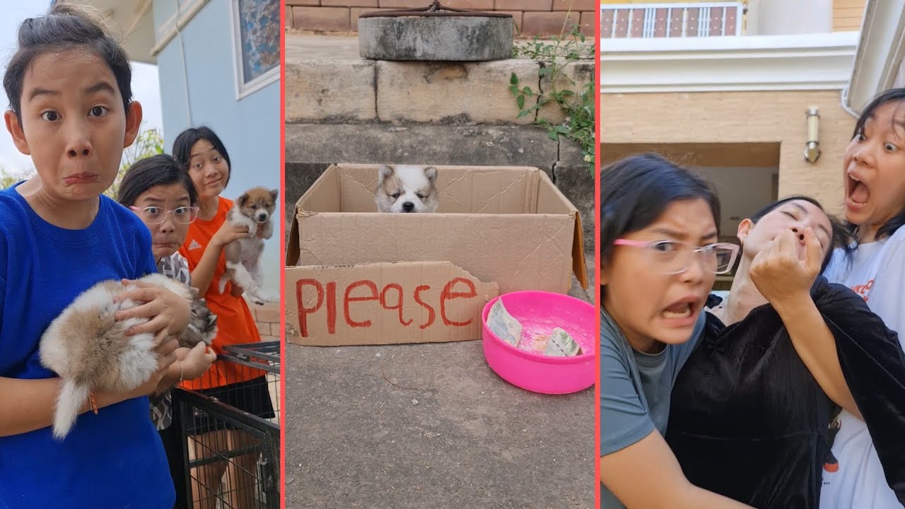 Unlucky Puppy‼️ with Mean Duo😆🥰  | JJaiPan Shorts Compilation #shorts