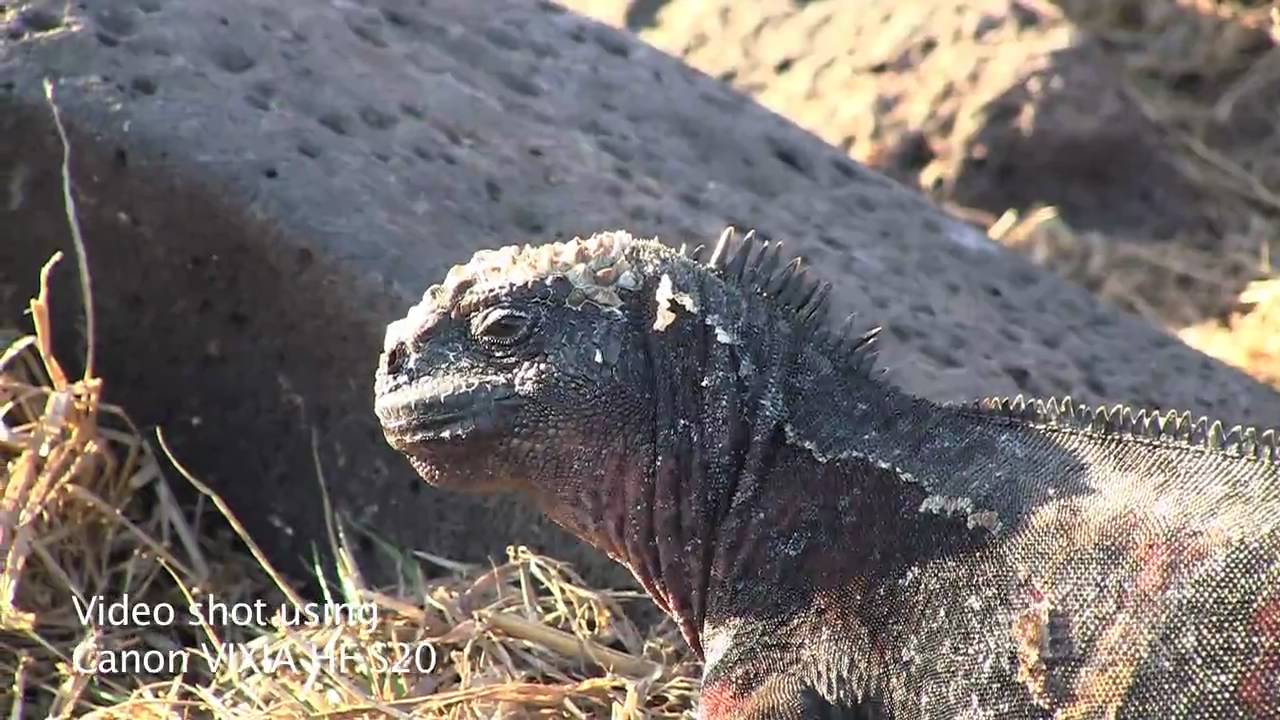 Canon VIXIA HF S20 Sample Video