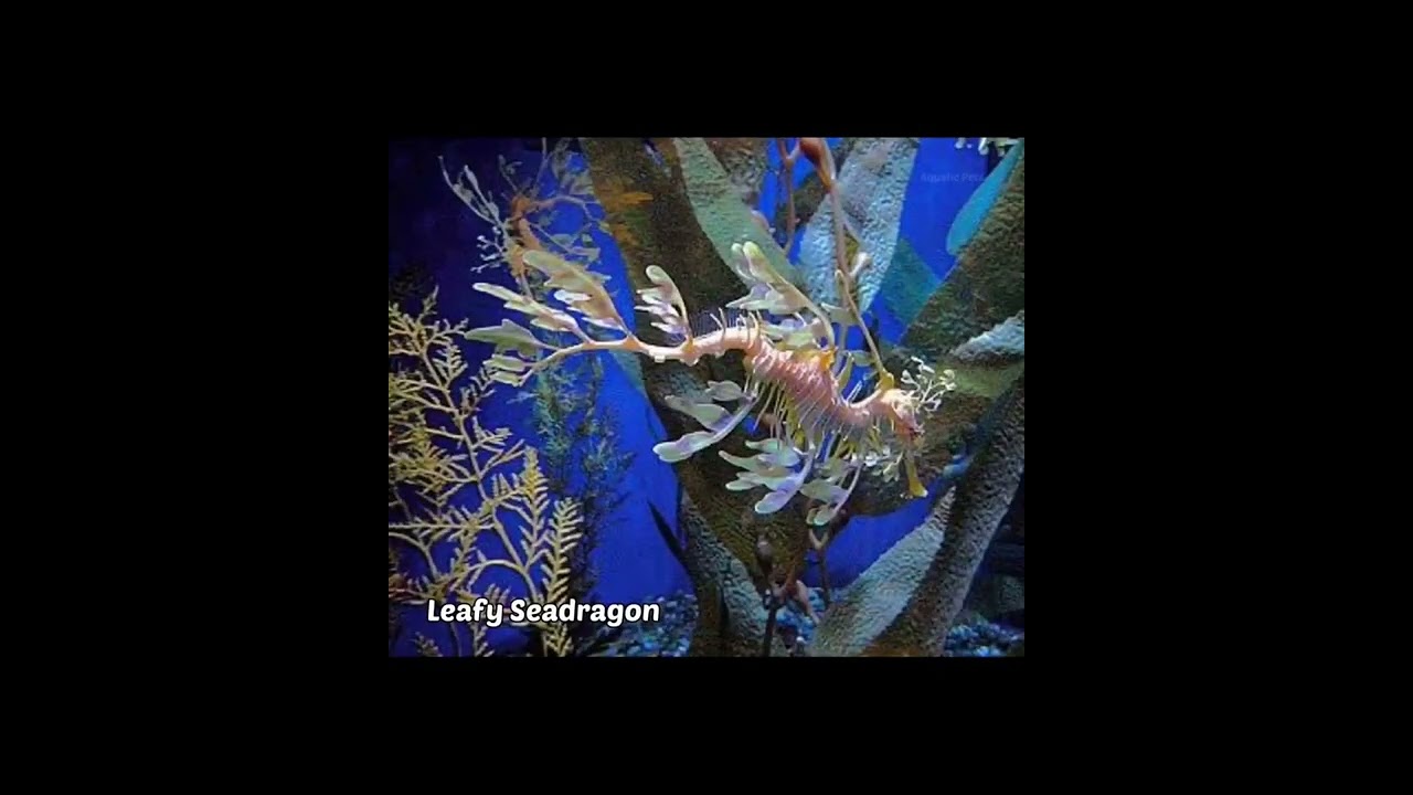 STRANGEST Fish 😱 From the Deep Sea 🌊 || Sea Creature 🦑 