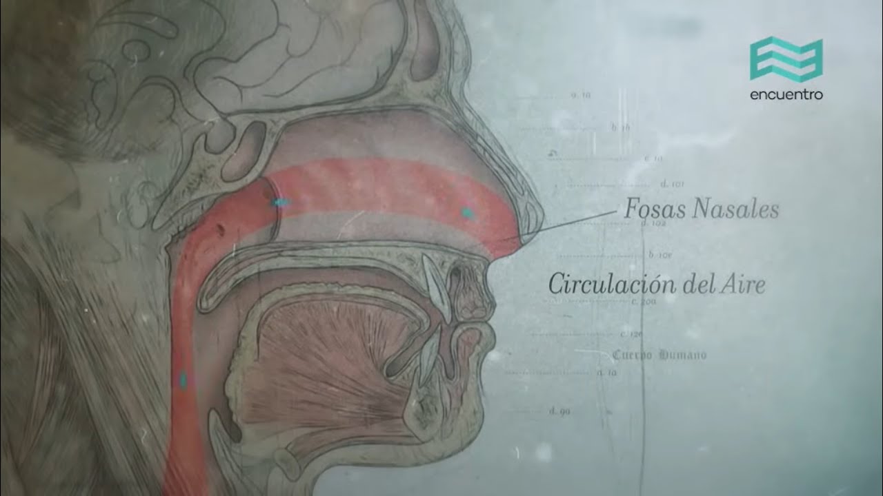 Sistemas. Cuerpo humano: Respiratorio (capítulo completo) - Canal Encuentro