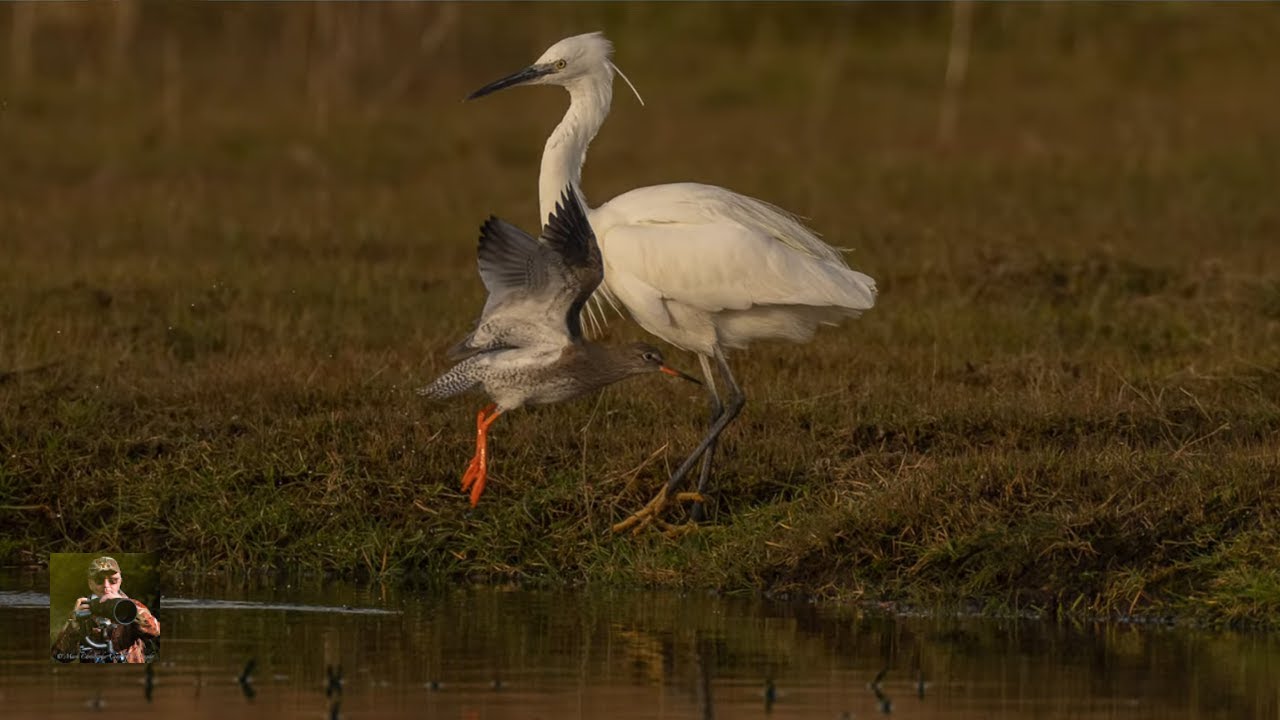 Stanpit Marsh great shots from Common subjects by 