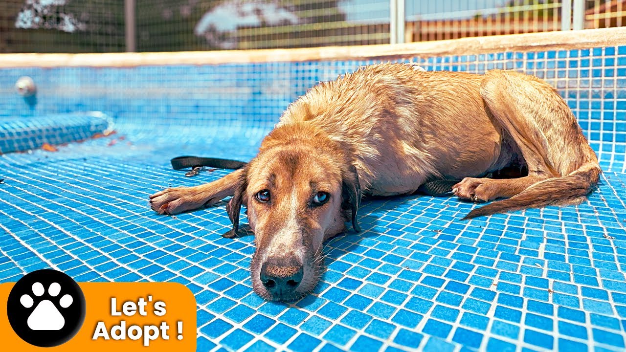 Algo Increíble Está A Punto De Ocurrirle A Este Perro Tan Triste…