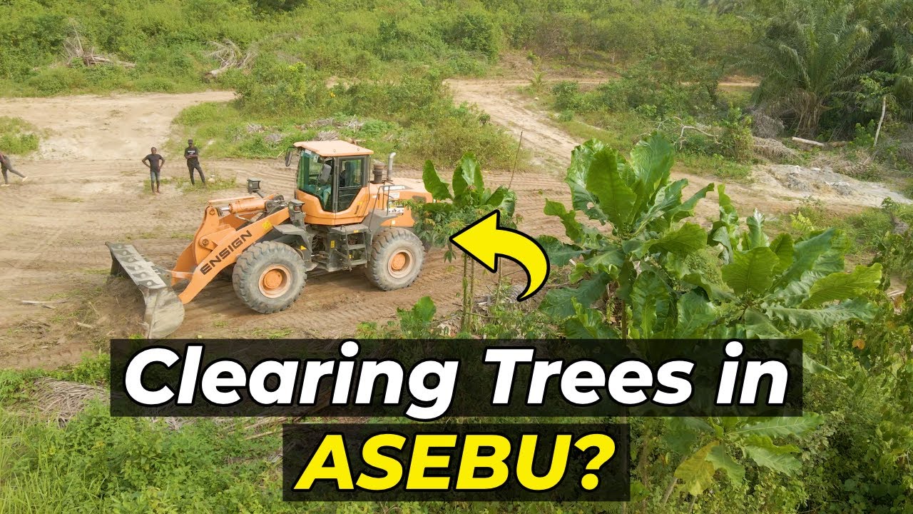 Why are they cutting down the trees at Asebu Pan African Village?