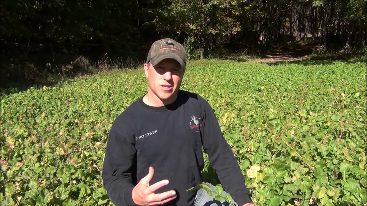 Turnips - MonsterBuck Food Plots