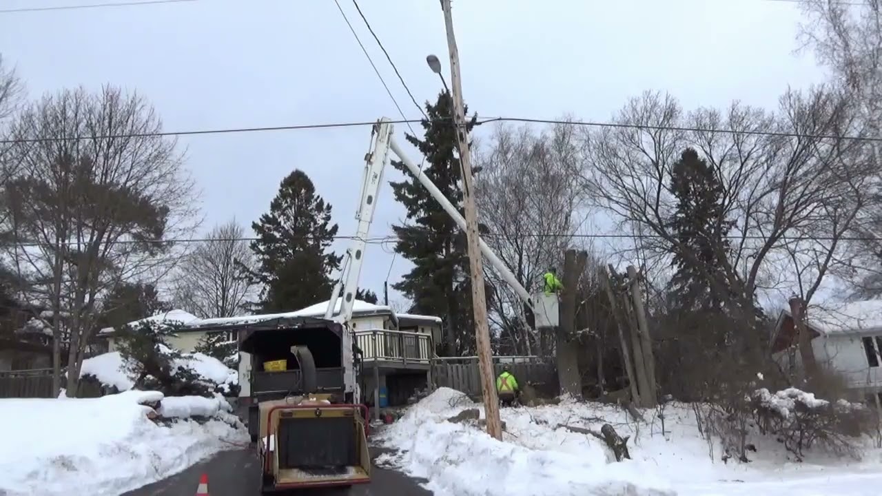[4K] Tree Removal! #11 Safely lower & remove Manitoba Maple tree & Elm tree!