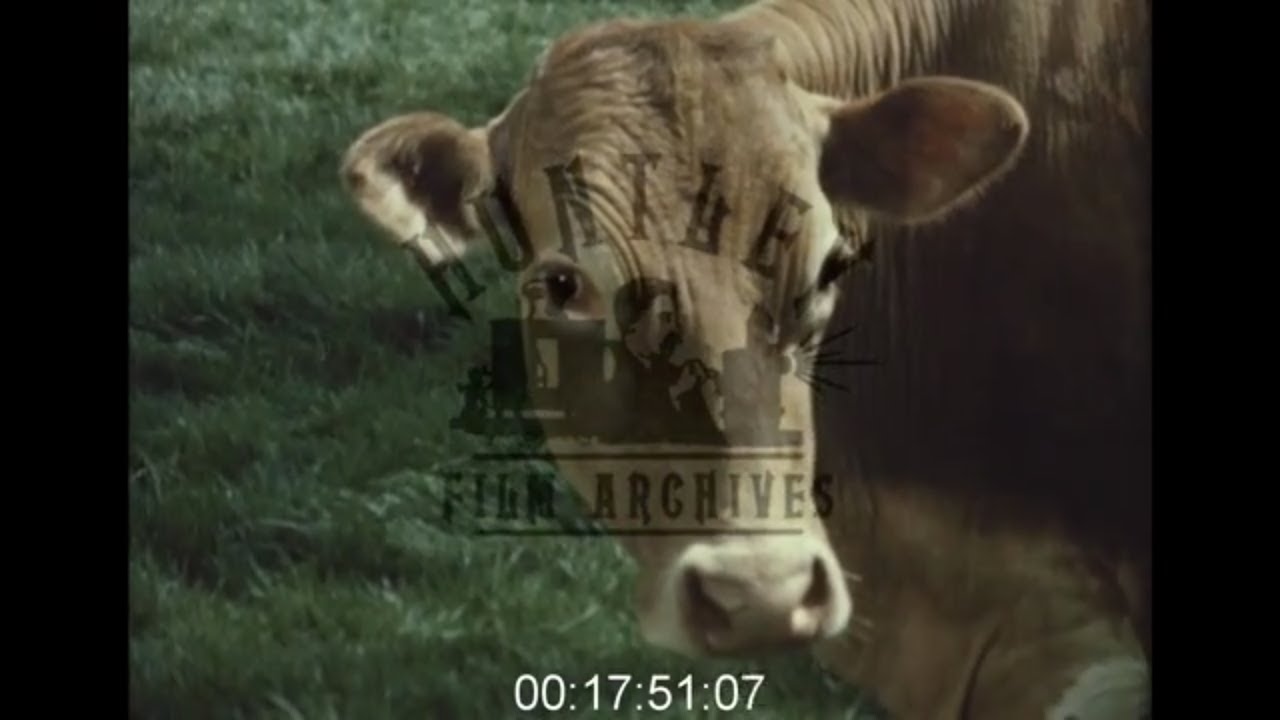 How Milk is Made on the Channel Islands, 1960s - Film 1003771