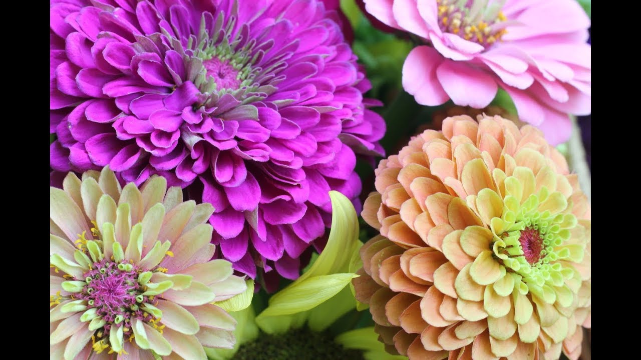 Pinching Zinnias For Bushy Plants And More Blooms-Growing Zinnia Flowers