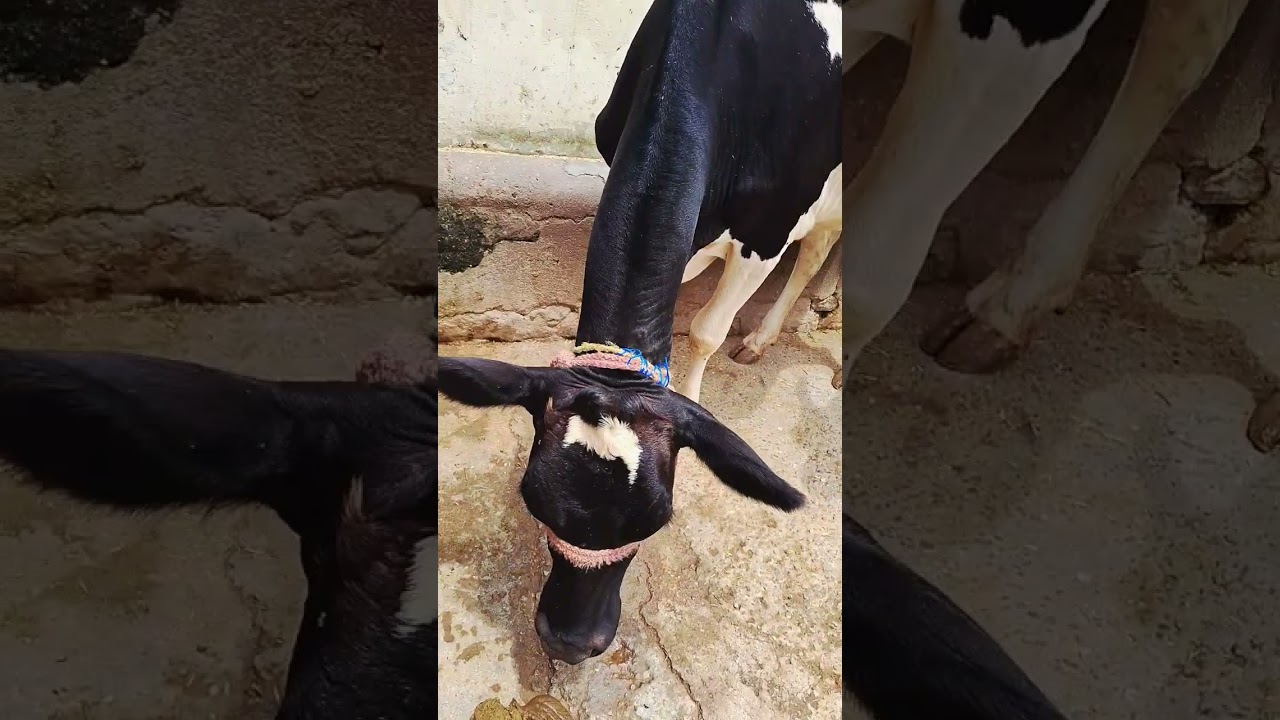 gau mata 🙏 #virelshorts #gaulove #virelshorts #morningrouti