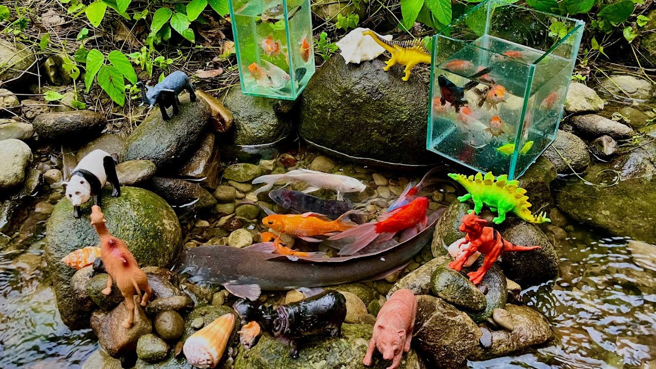 Wow!! Catching Ornamental Fish In Small Pond, Giant Koi Fish, Butterfly Fish, Catfish, Shrimp