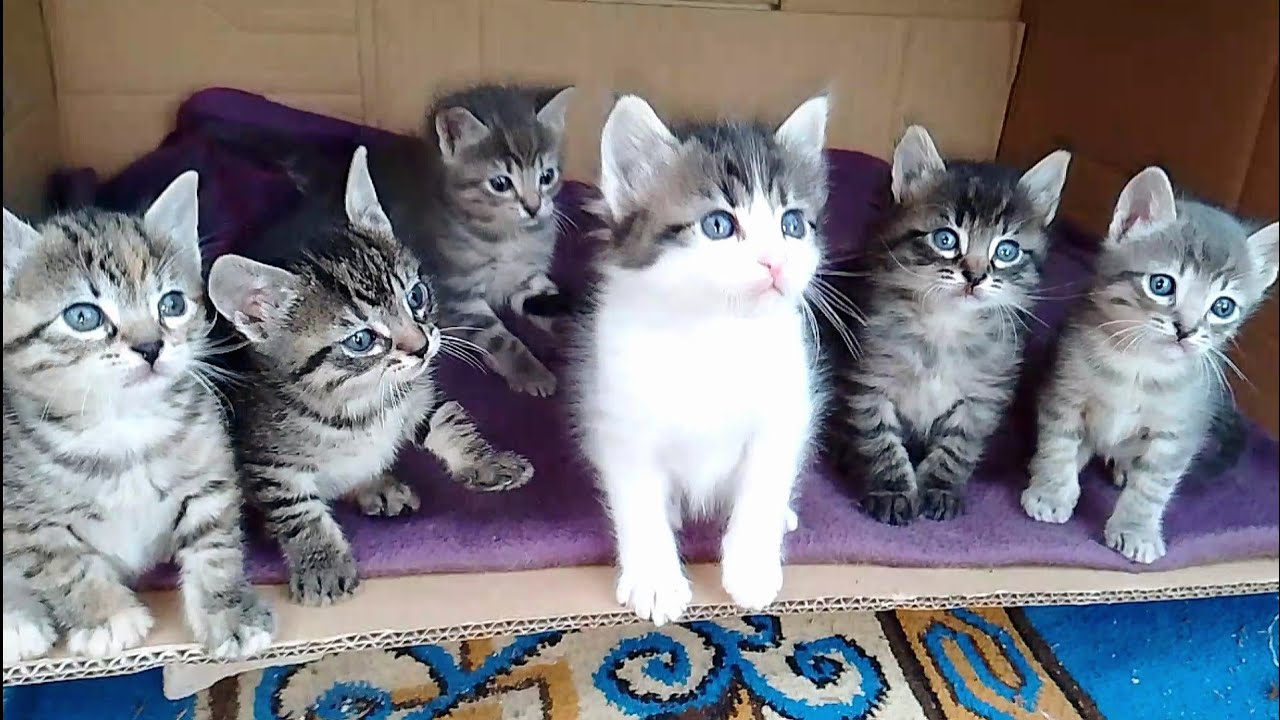 Six kittens want to suck their mother cat's milk in spacious box I brought them