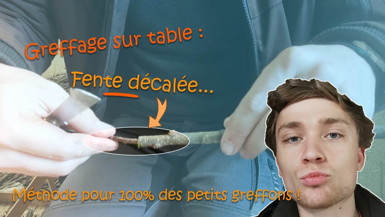Comment Greffer En Fente Décalée ? (Greffe parfaite pour les petits greffons)