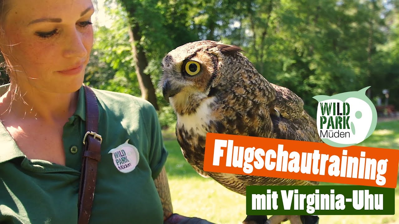 Training unserer Flugschauvögel mit Virgina Uhu - Wildpark Müden