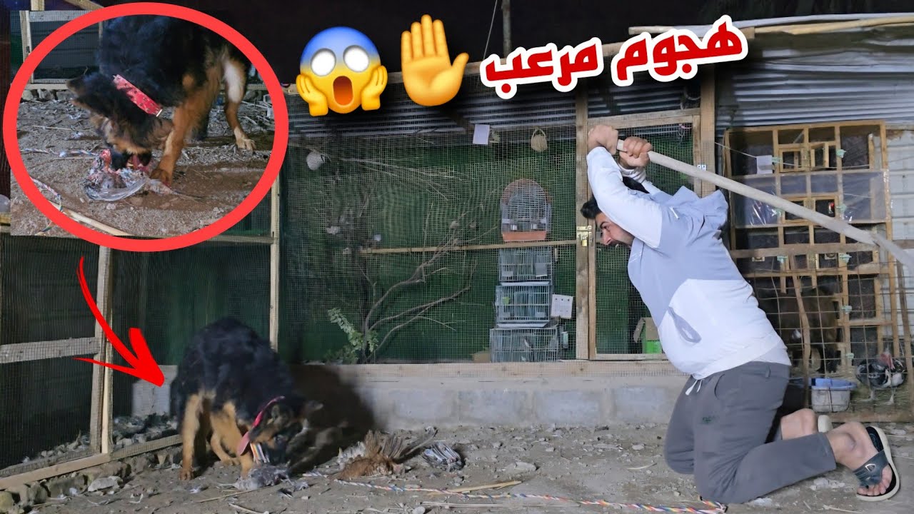 ردة فعل مفاجئة: الكلب يهاجم الدجاج في الحظيرة!😱وأكل الدجاج😭