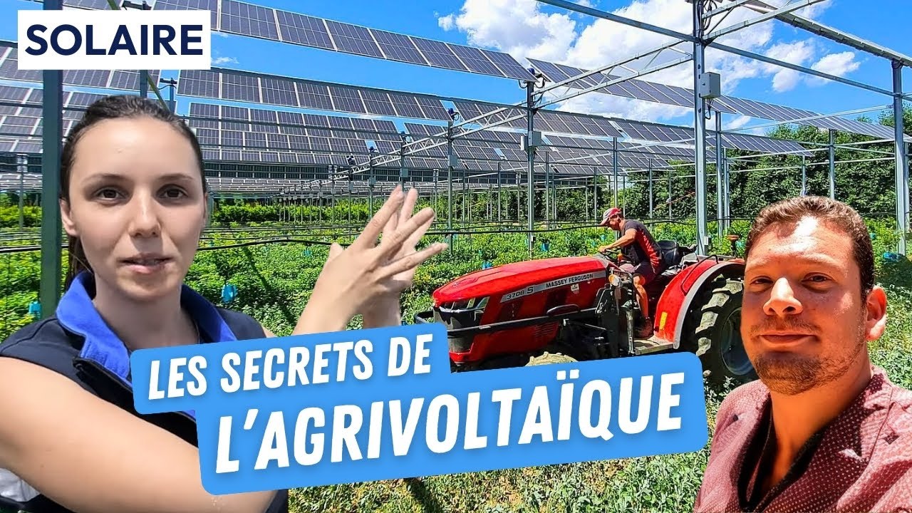 Agrivoltaïsme : des plantes qui poussent mieux grâce aux panneaux solaires ?