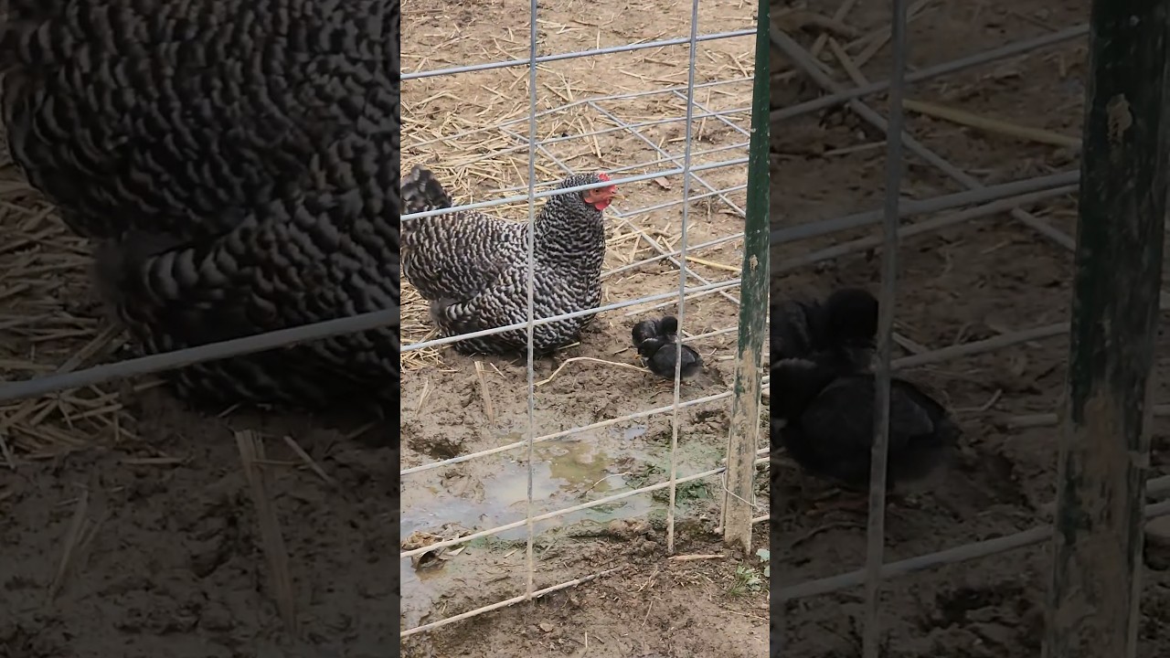 Mama leads chick's to Ogre....will they live?  #homestead #pigkeeping  #backyardchicken