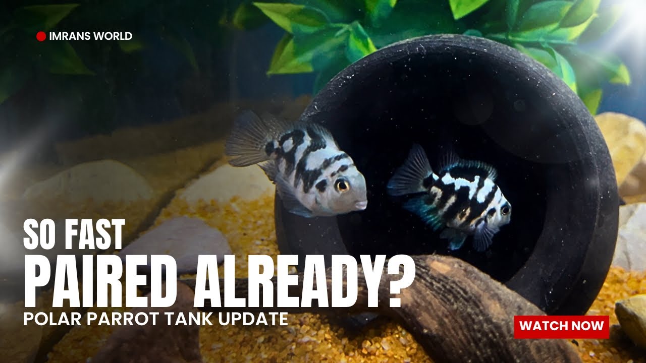 How Did They Pair So Fast? Polar Parrot Fish Tank Surprise - Imran's World