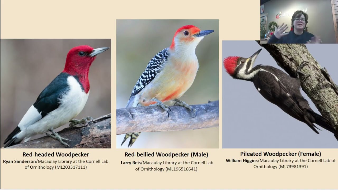 Woodpeckers