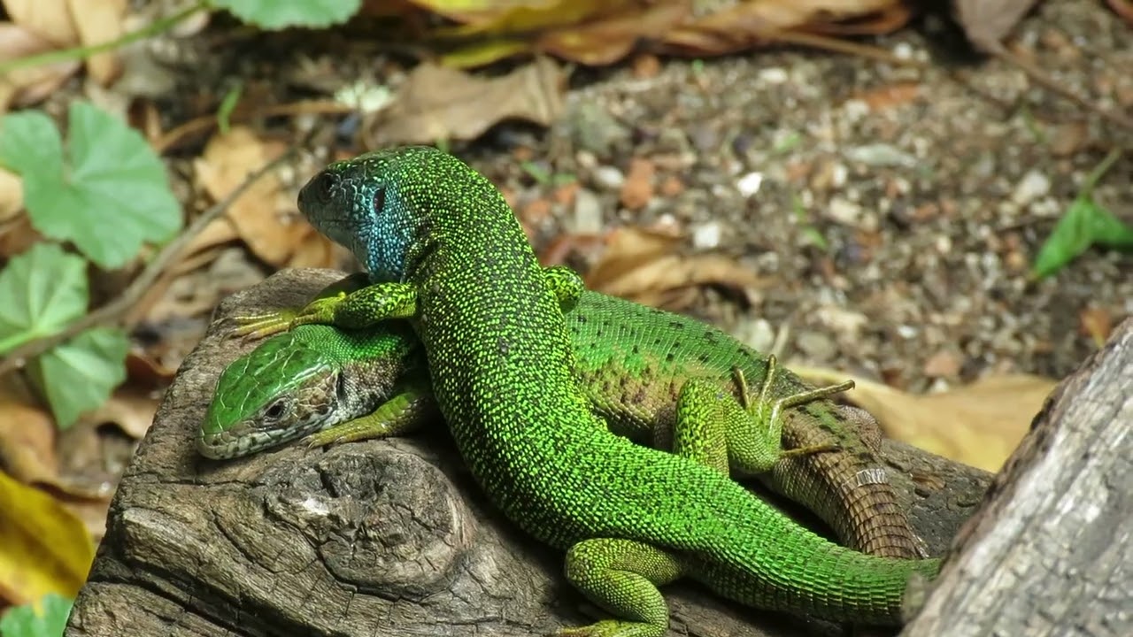 Ještěrka zelená, Lacerta viridis