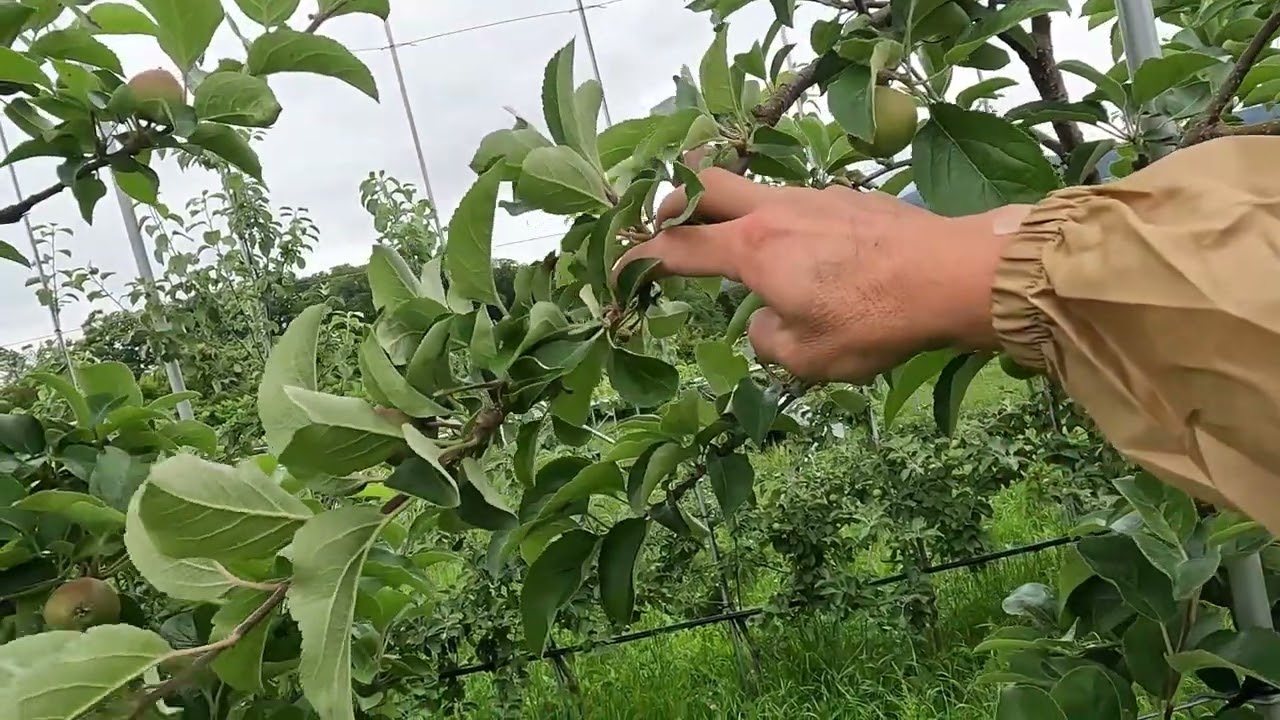 高密植わい化栽培の管理作業（側枝の下垂誘引）