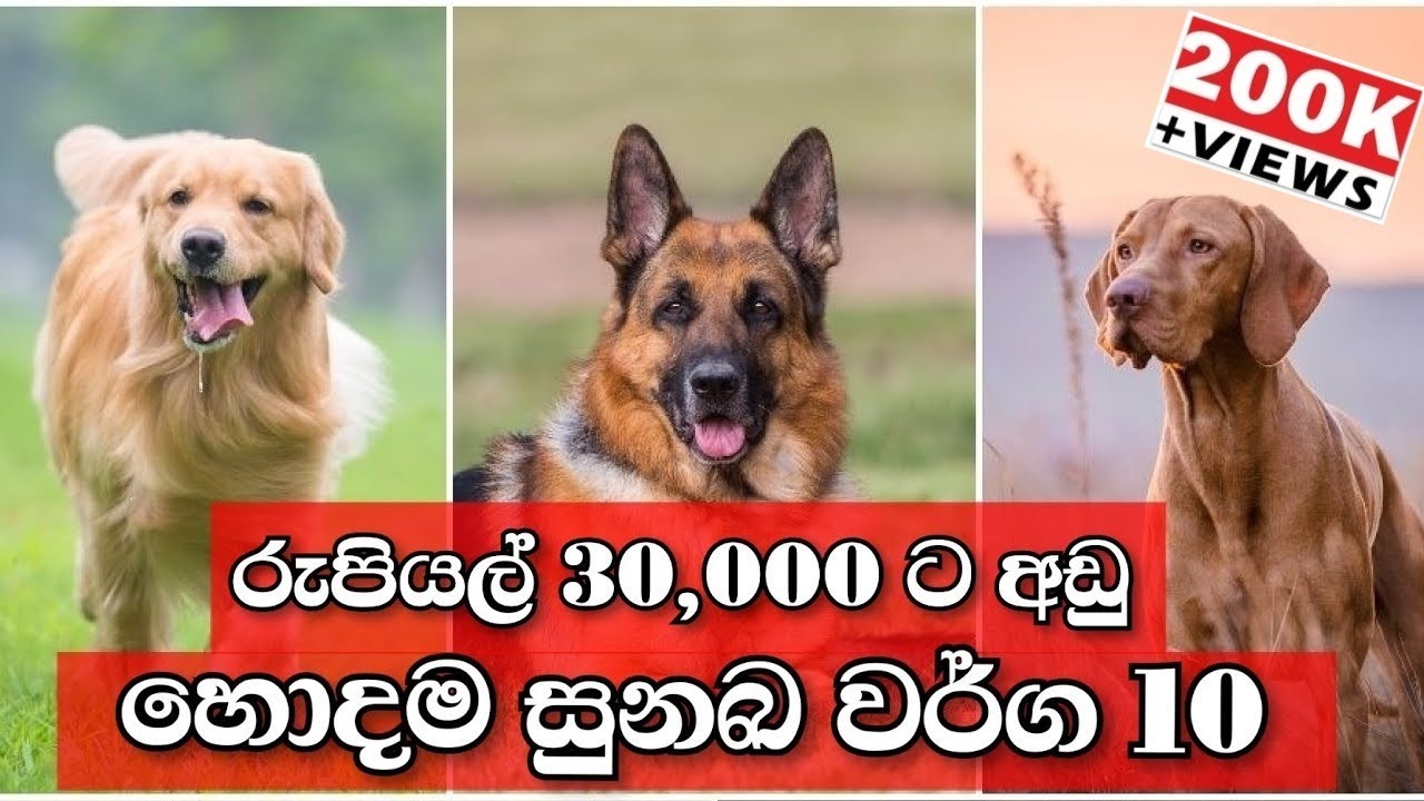 Top 10 Low price Dog breeds | හොදම මිල අඩු සුනඛ වර්ග 10