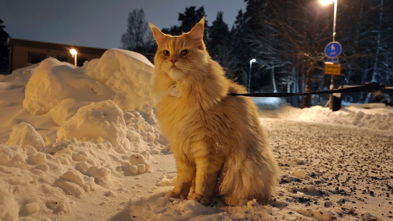 Снежное ночное приключение Бастера!