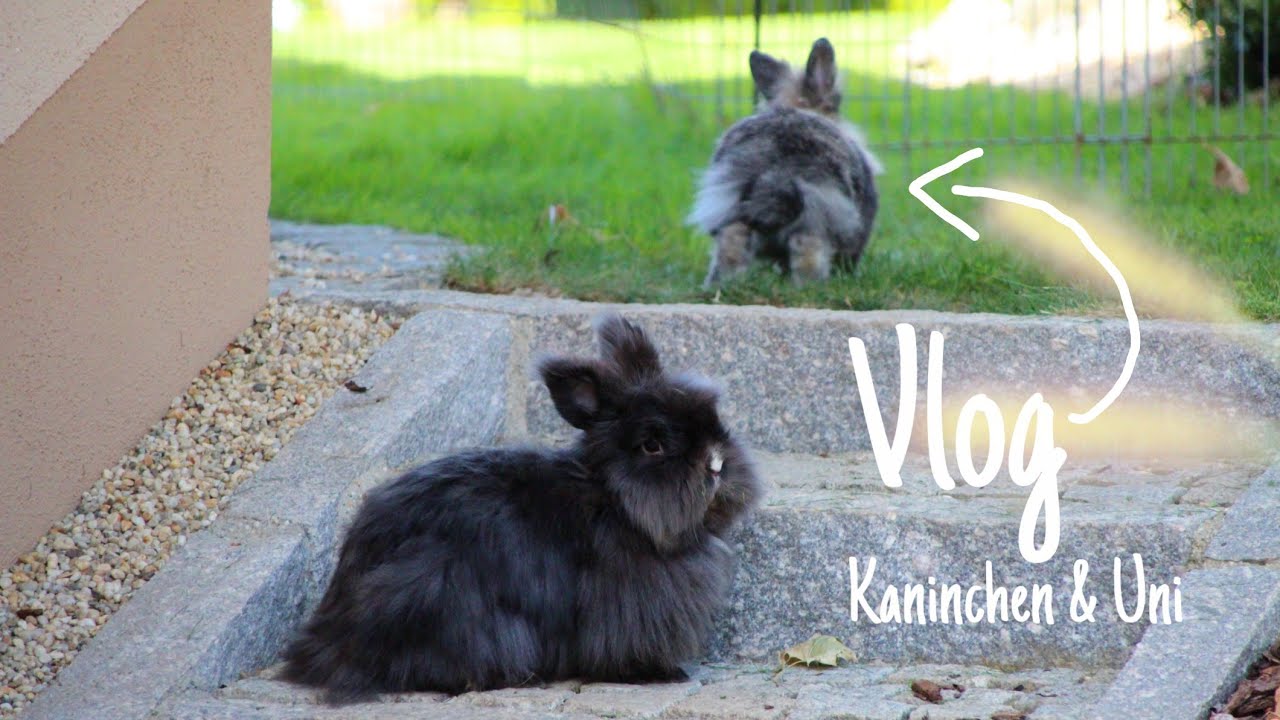 Uni Alltag mit Kaninchen