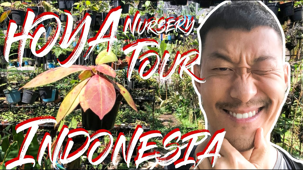 Indonesia Hoya Nursery Tour @moonhoya