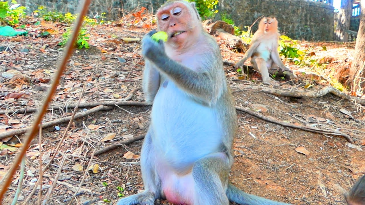 oh hoo...Young Mom Rany has pregnant nearly give a birth - look she has big belly waits see new baby