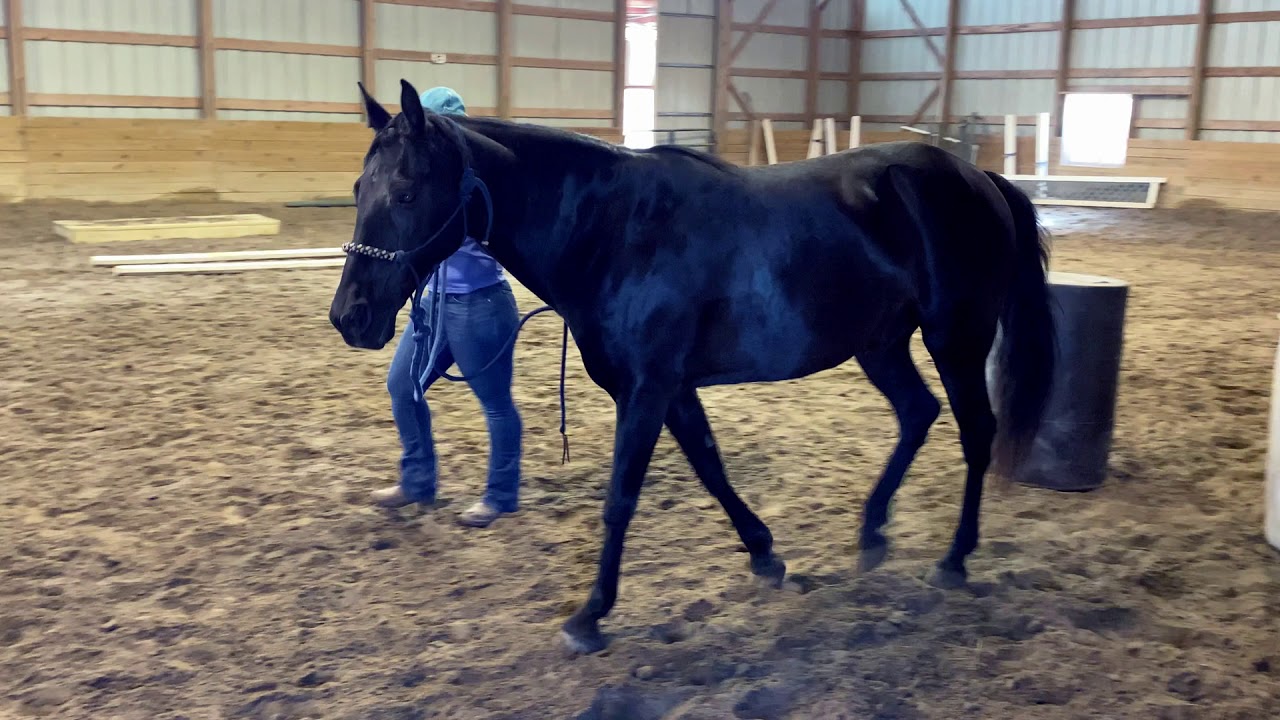 Virtual Trail Rider Challenge 2020 #3 - In-hand (1st place & Overall Champion)
