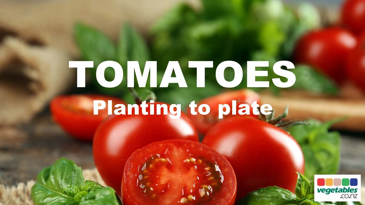 Planting to Plate - Tomatoes