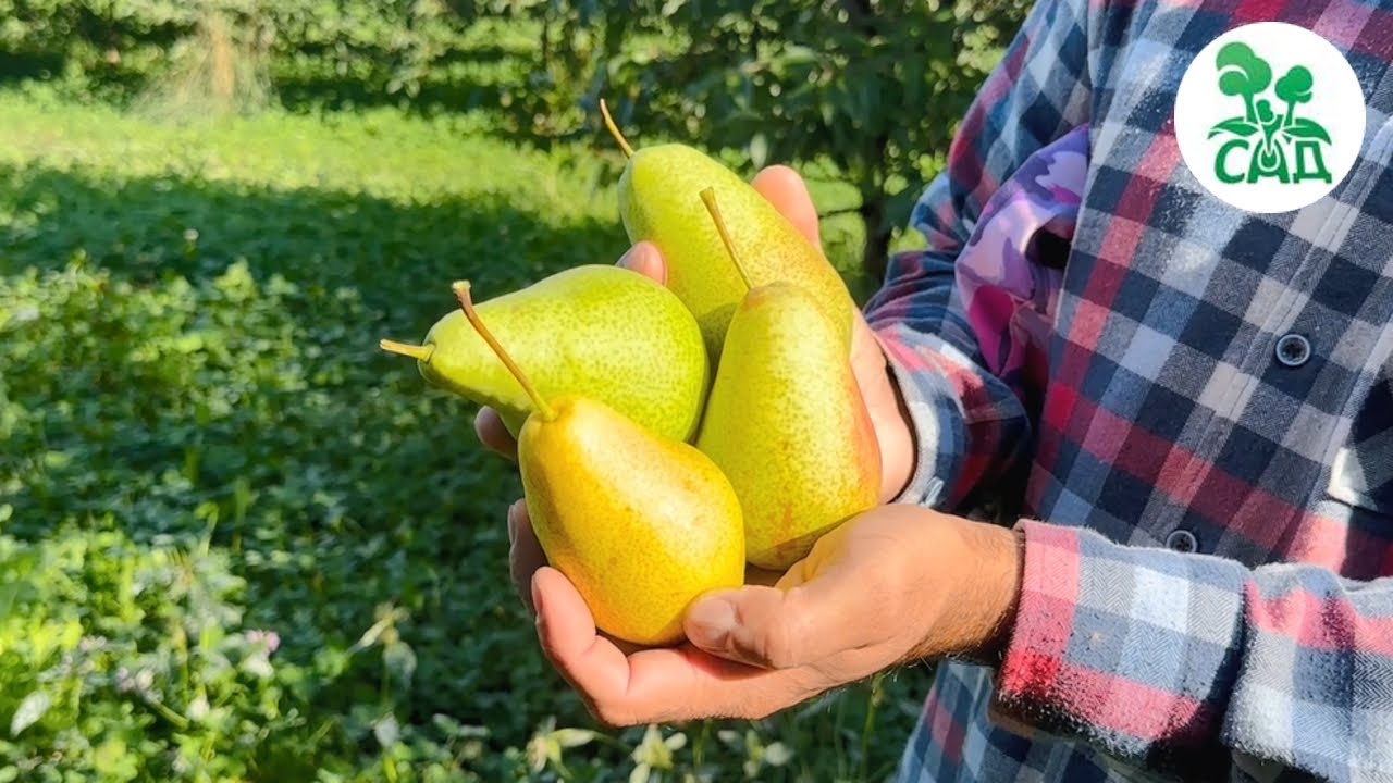 Груша сорт ПАТТЕН (ГЛУБОКСКАЯ). Вкусные и красивые плоды, устойчивость к заболеваниям.