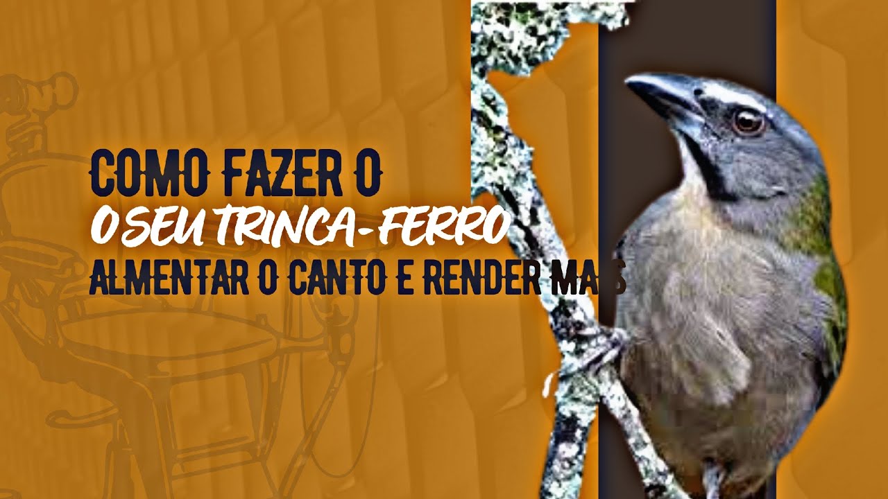 COMO FAZER O SEU TRINCA-FERRO AUMENTAR O CANTO E RENDER MAIS